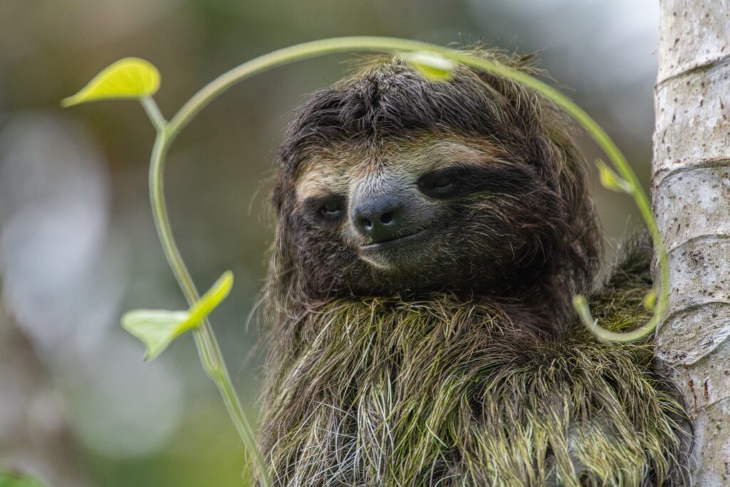 Pygmy three toed sloth is a rare animal species of sloth