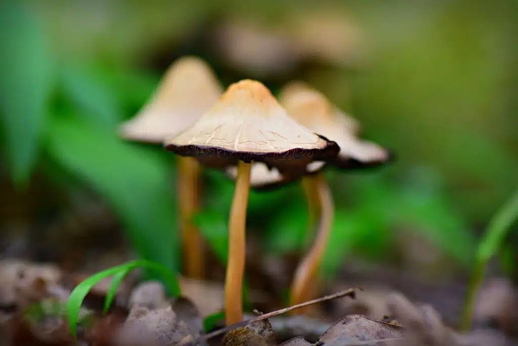 Mycena mushroom