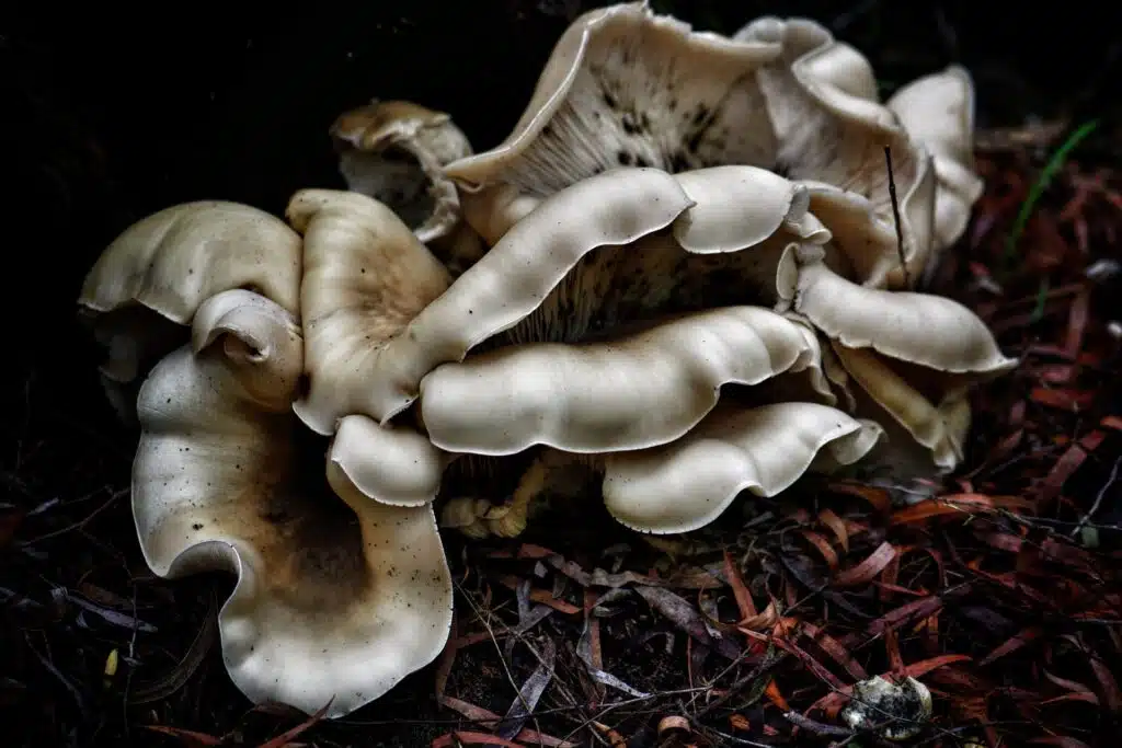 ghost fungus or Omphalotus nidiformis