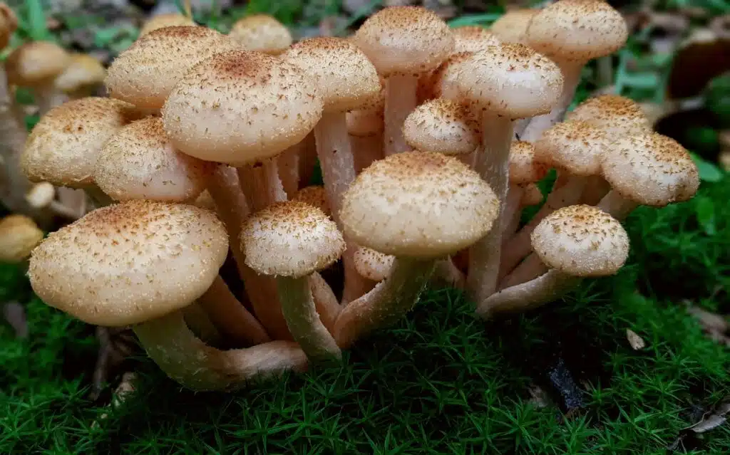 honey fungus or Armillaria mushrooms