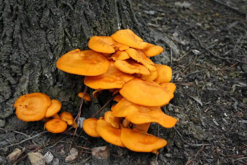 jack o lantern or Omphalotus mushrooms