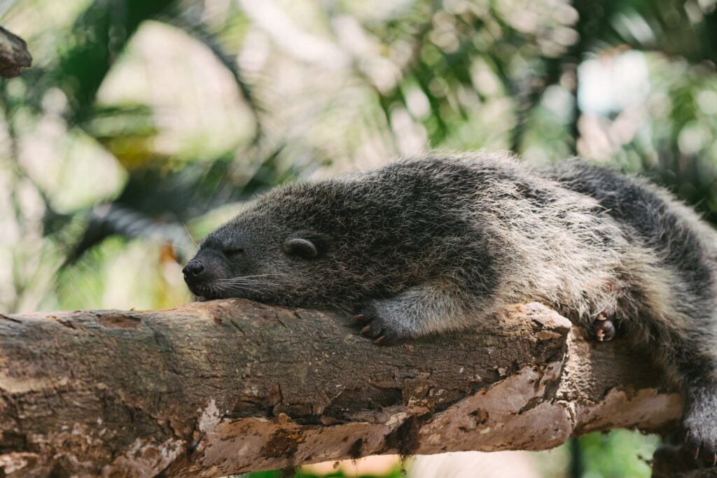 Binturong