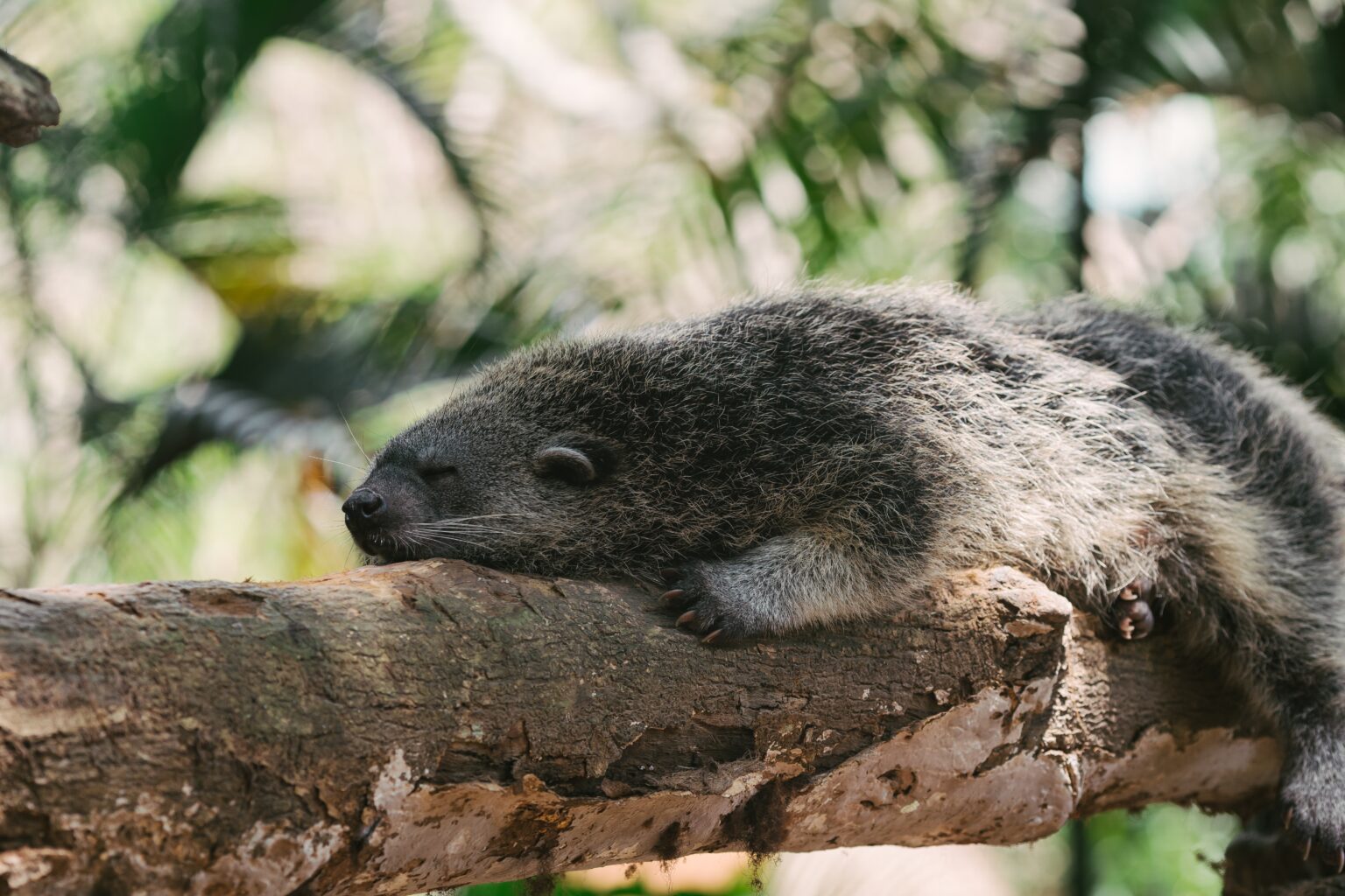 Binturong: Bearcat - From Popcorn Scent To Climbing Pro!