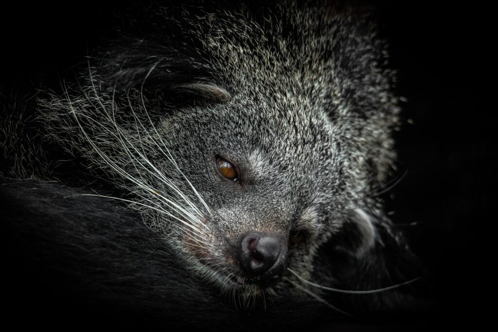 Binturong 1 1