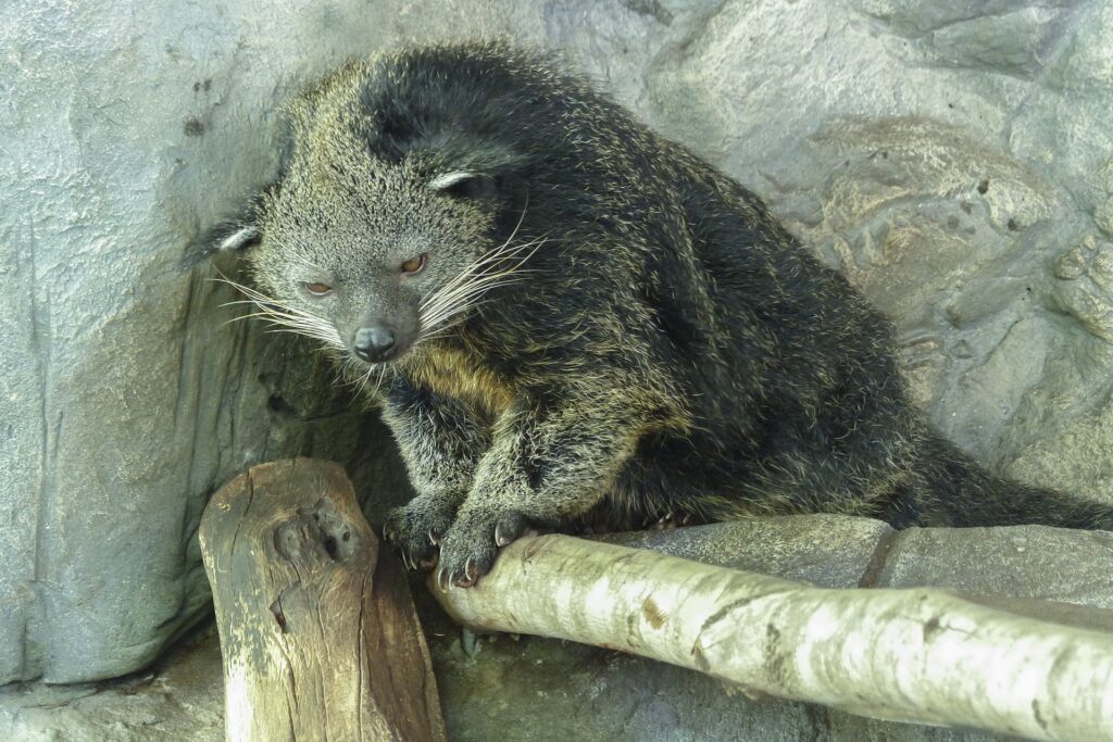 Binturong 1