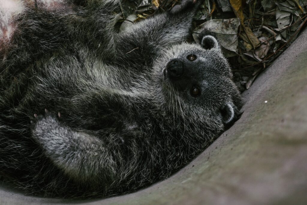 Binturong