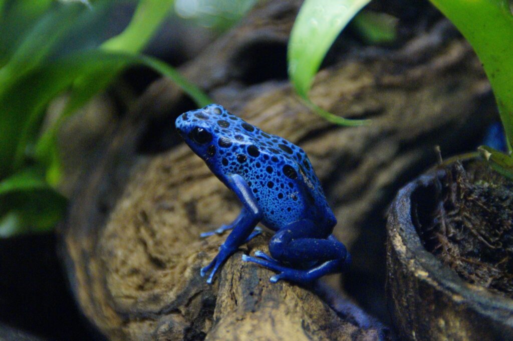 blue Poison Dart Frog 1